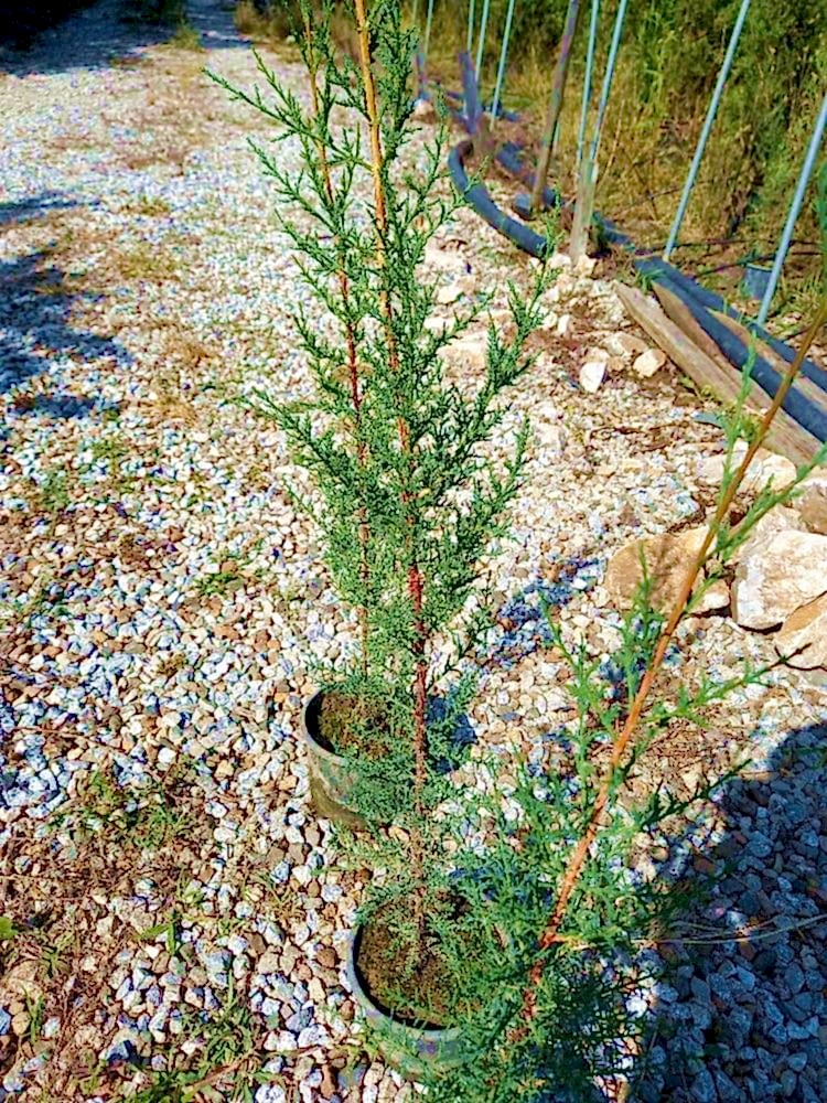 AKDENİZ SERVİSİ 3 ADET - ÇİT BİTKİSİ 1 METRE