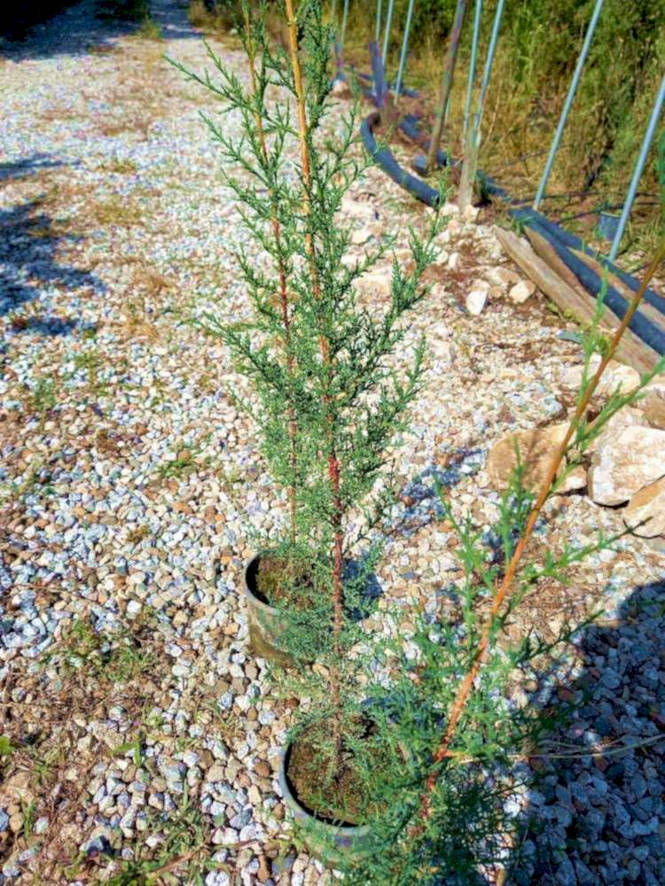 AKDENİZ SERVİSİ - ÇİT PEYZAJ BİTKİSİ 100 cm