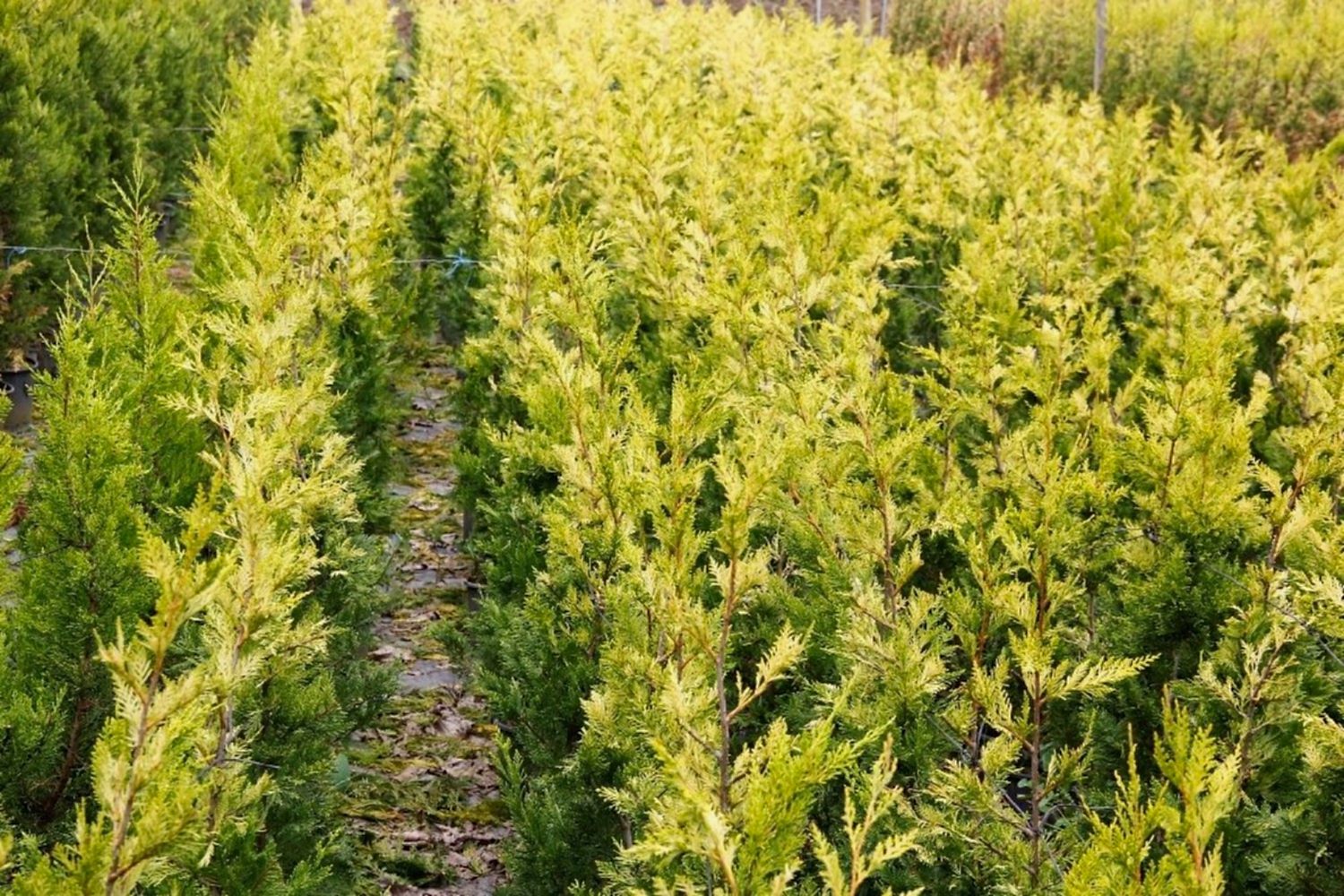 ALTUNİ LEYLANDİ 10 ADET- SARI RENKLİ ÇİT BİTKİSİ 100-150 cm