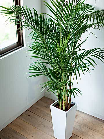 AREKA PALMİYESİ 70-80 cm 2 ADET - HEDİYELİK SALON OFİS BİTKİSİ