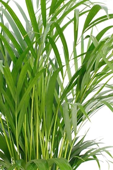 AREKA PALMİYESİ 70-80 cm 2 ADET - HEDİYELİK SALON OFİS BİTKİSİ