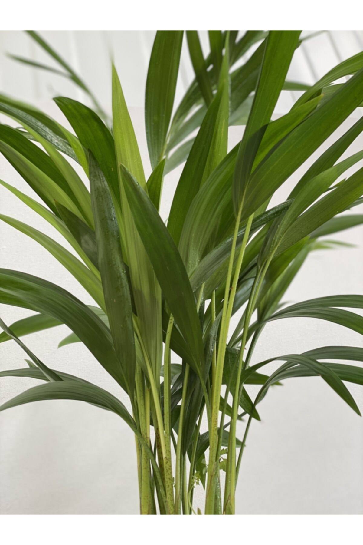 AREKA PALMİYESİ 70-80 cm 2 ADET - HEDİYELİK SALON OFİS BİTKİSİ