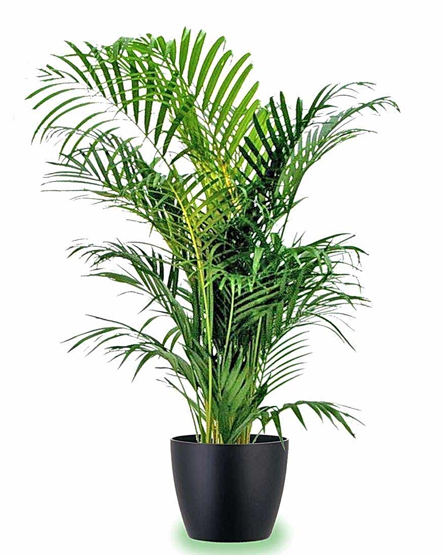 AREKA PALMİYESİ 70-80 cm - HEDİYELİK SALON OFİS BİTKİSİ