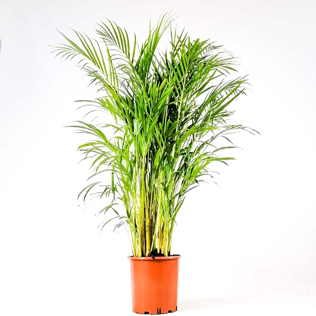 AREKA PALMİYESİ 70-80 cm - HEDİYELİK SALON OFİS BİTKİSİ