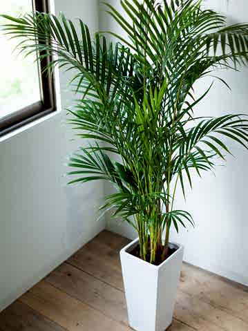 AREKA PALMİYESİ 70-80 cm - HEDİYELİK SALON OFİS BİTKİSİ