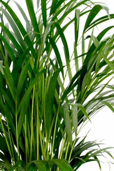 AREKA PALMİYESİ 70-80 cm - HEDİYELİK SALON OFİS BİTKİSİ