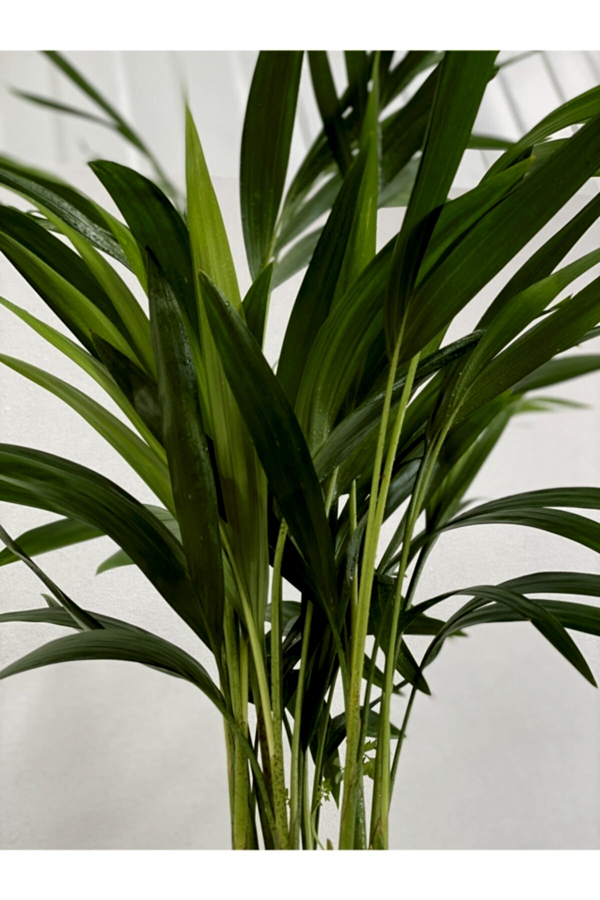 AREKA PALMİYESİ 70-80 cm - HEDİYELİK SALON OFİS BİTKİSİ