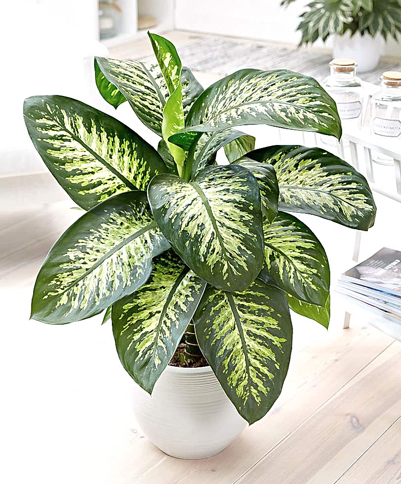 DİFENBAHYA SALON ve OFİS BİTKİSİ 3 ADET HEDİYELİK 30-40 cm