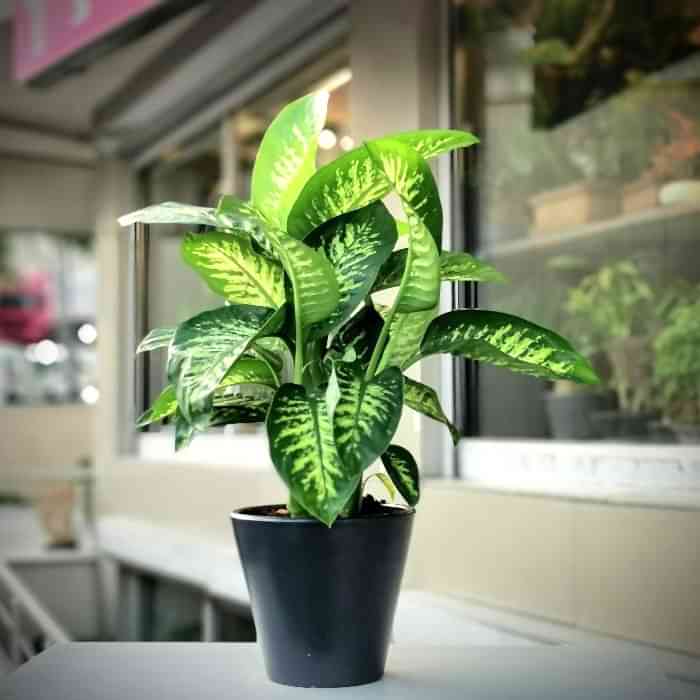 DİFENBAHYA SALON ve OFİS BİTKİSİ 3 ADET HEDİYELİK 30-40 cm