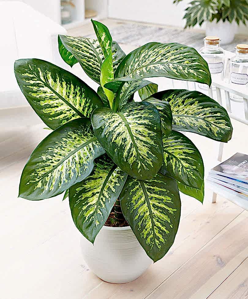 DİFENBAHYA SALON ve OFİS BİTKİSİ 5 ADET HEDİYELİK 30-40 cm