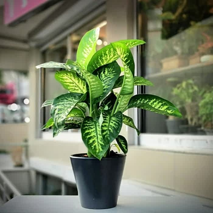 DİFENBAHYA SALON ve OFİS BİTKİSİ 5 ADET HEDİYELİK 30-40 cm