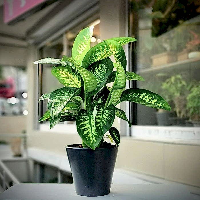 DİFENBAHYA SALON ve OFİS BİTKİSİ HEDİYELİK 30-40 cm