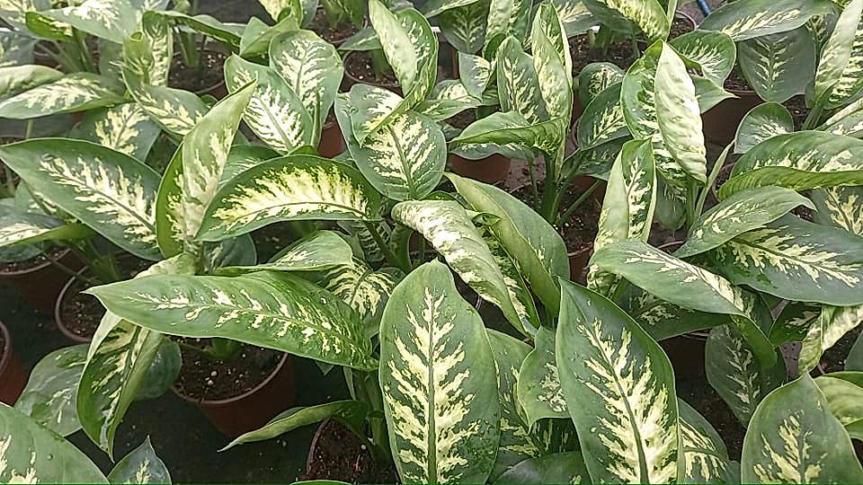 DİFENBAHYA SALON ve OFİS BİTKİSİ HEDİYELİK 30-40 cm