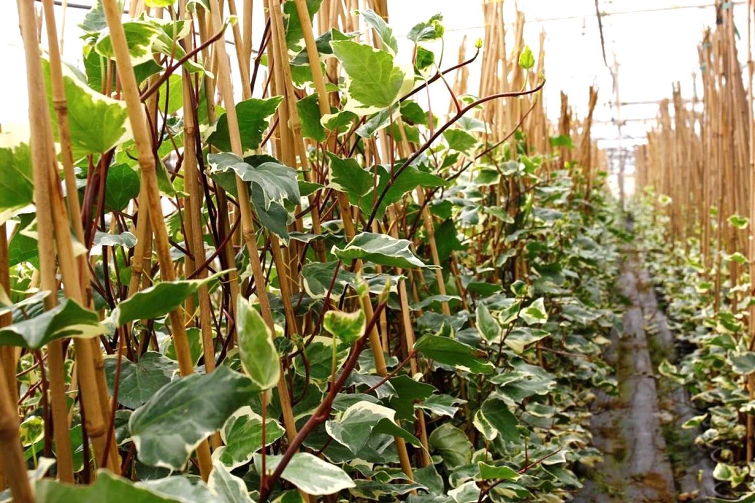 HEDERA ORMAN SARMAŞIĞI 10 ADET - ALACALI SARILICI BİTKİ