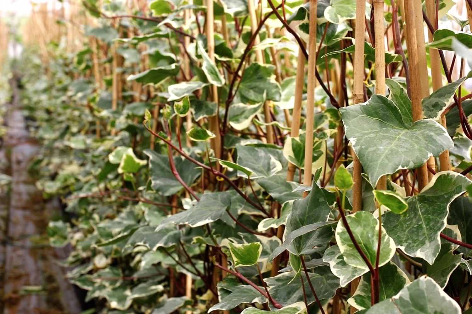 HEDERA ORMAN SARMAŞIĞI 10 ADET - ALACALI SARILICI BİTKİ