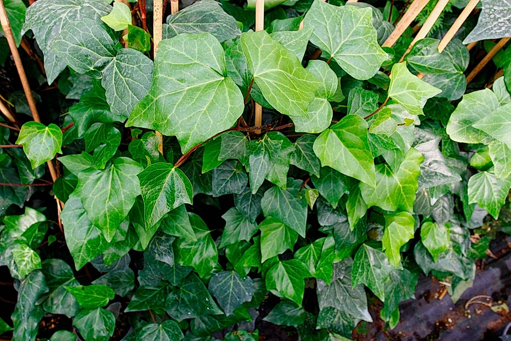 HEDERA SARMAŞIK 10 ADET 50-100 cm SARILICI BİTKİ