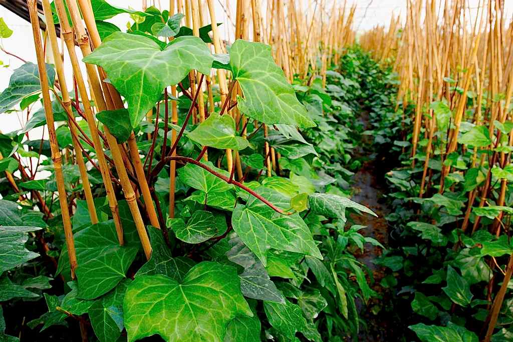 HEDERA SARMAŞIK 10 ADET 50-100 cm SARILICI BİTKİ