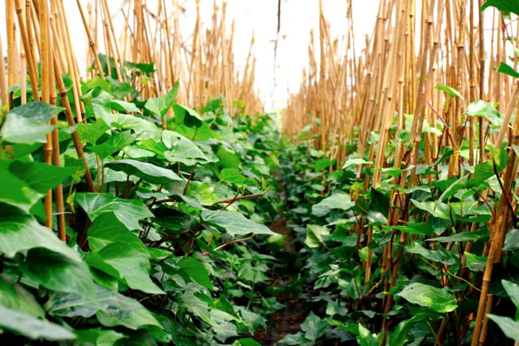 HEDERA SARMAŞIK 10 ADET 50-100 cm SARILICI BİTKİ
