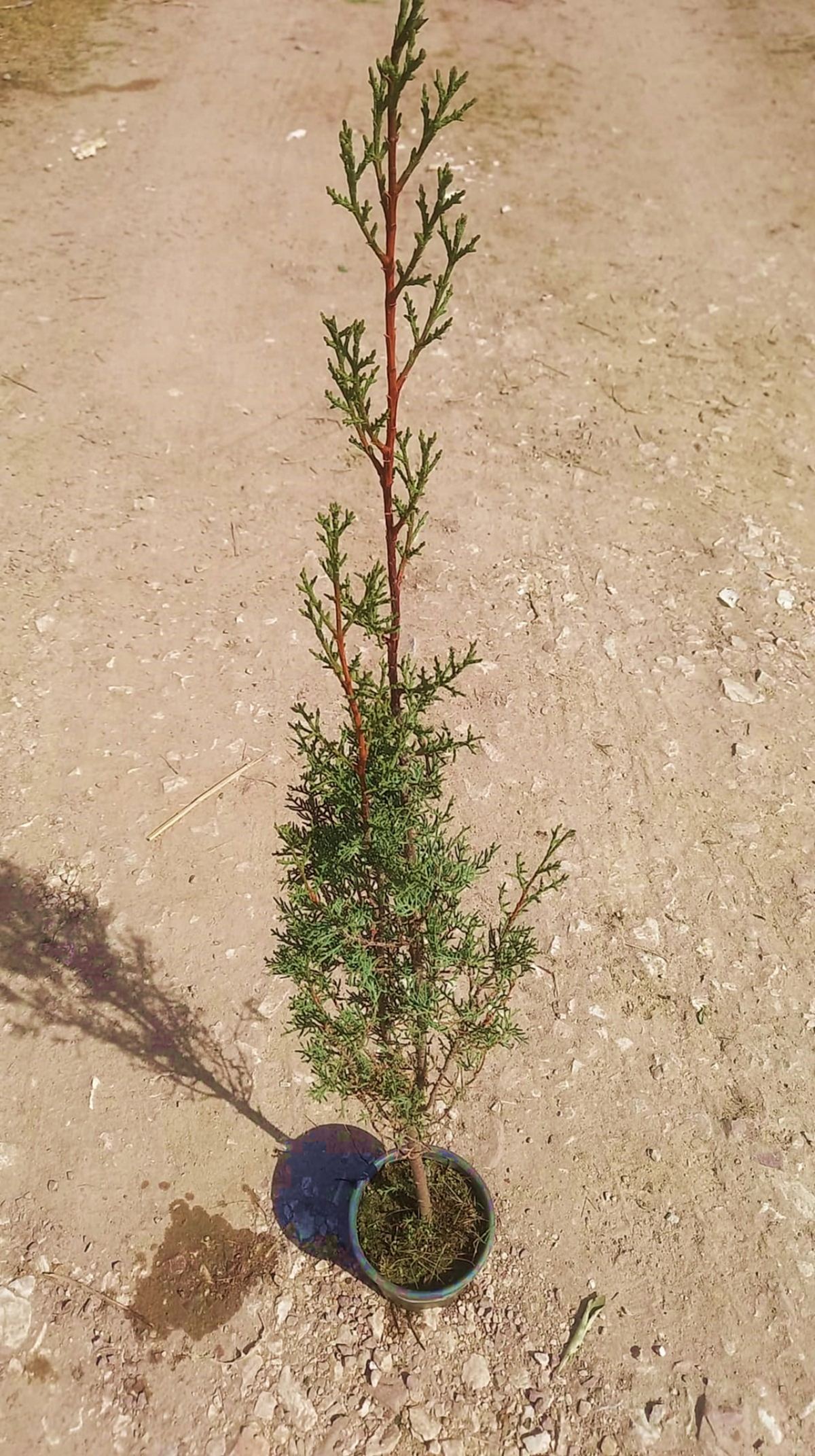 MEZARLIK ÇAMI 2 ADET - KABİR AĞACI 1 METRE