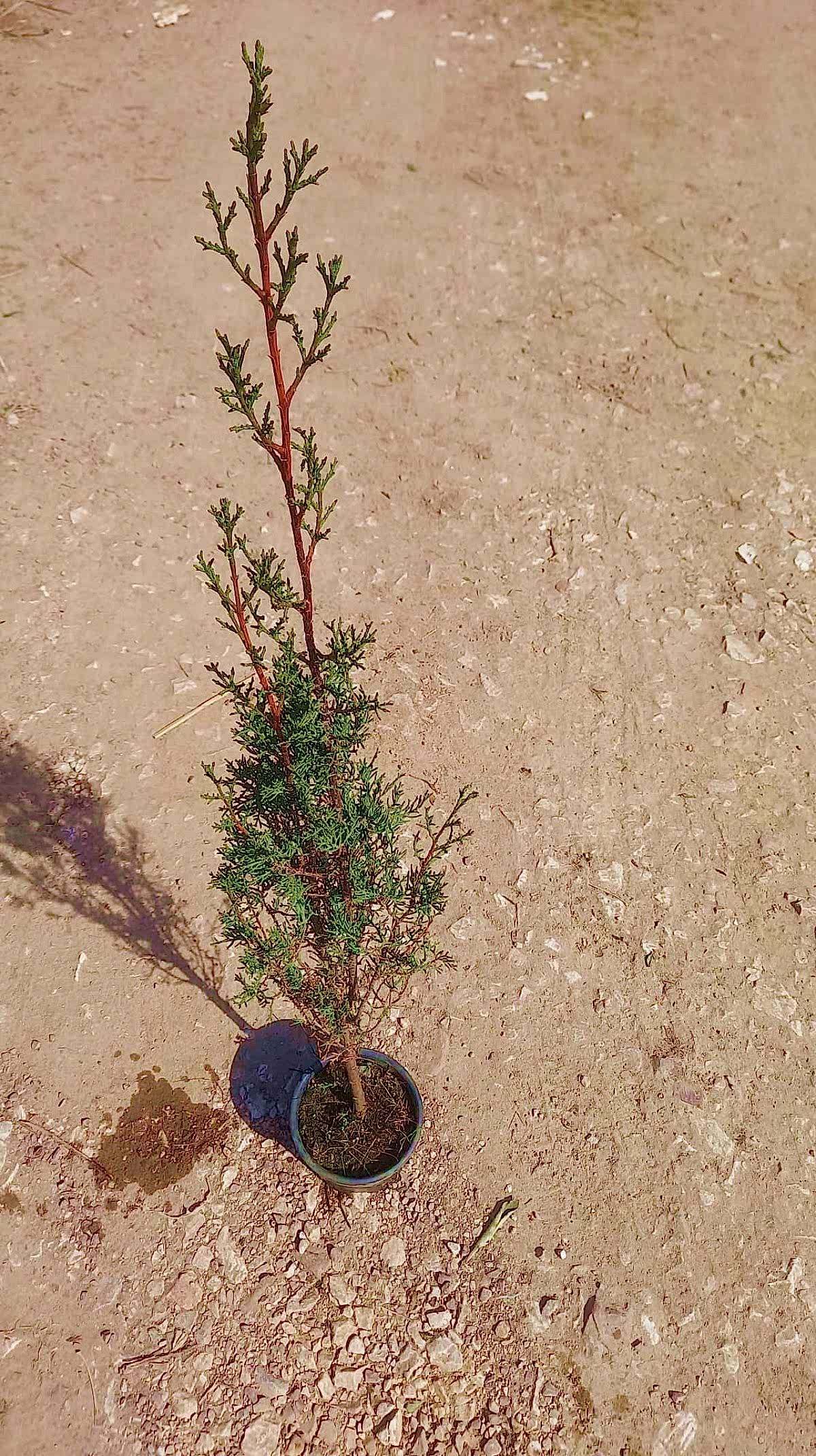 MEZARLIK ÇAMI 2 ADET - KABİR AĞACI 1 METRE