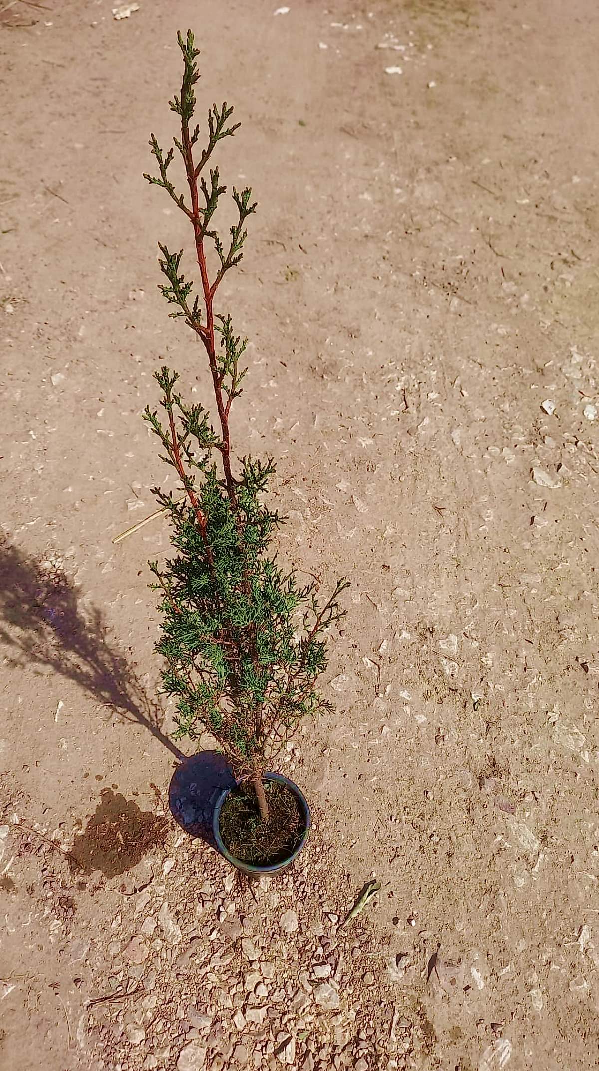 MEZARLIK ÇAMI 2 ADET - KABİR AĞACI 1 METRE