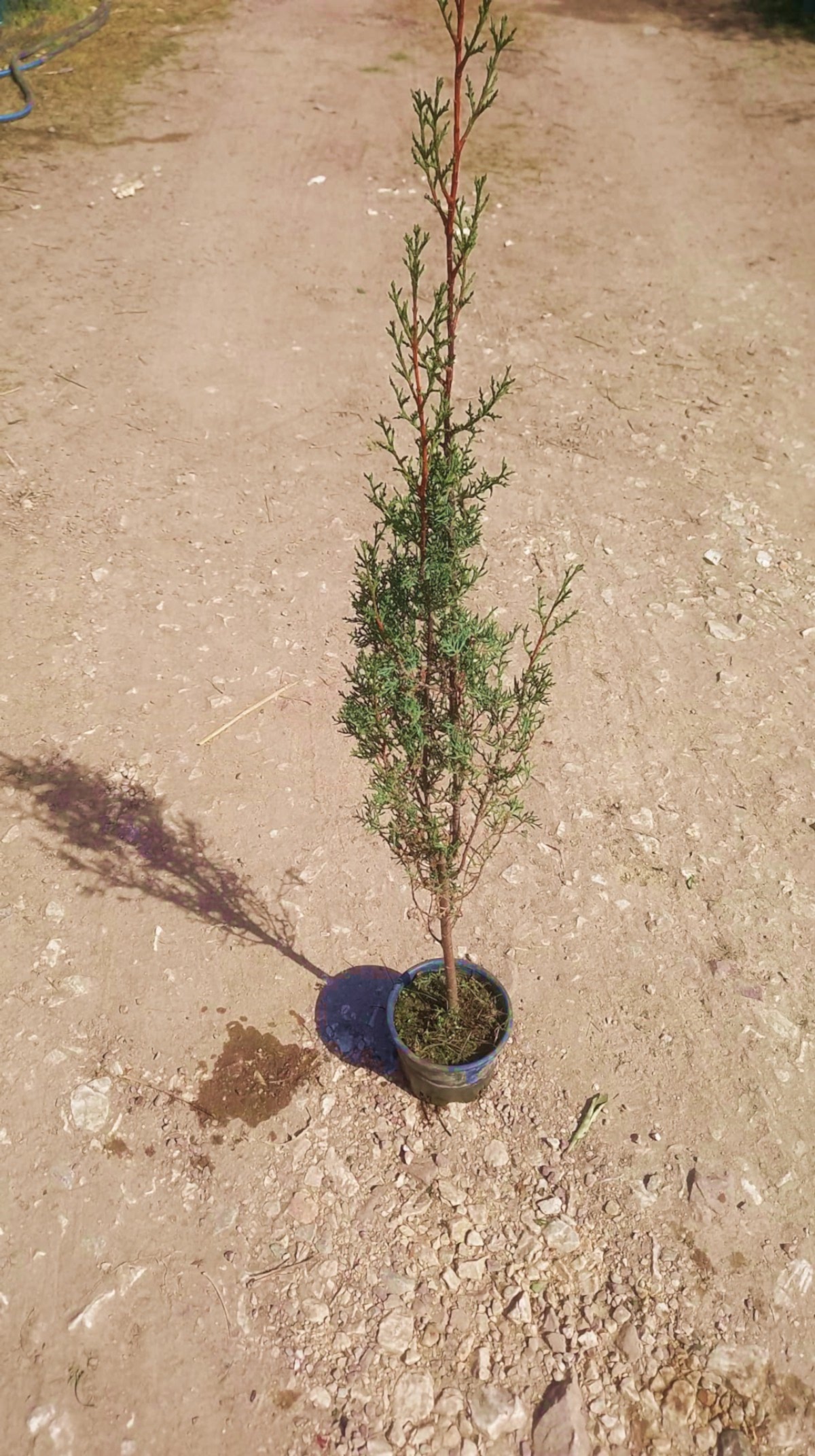 MEZARLIK ÇAMI 2 ADET - KABİR AĞACI 1 METRE