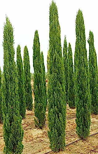 MEZARLIK ÇAMI 2 ADET - KABİR AĞACI 1 METRE
