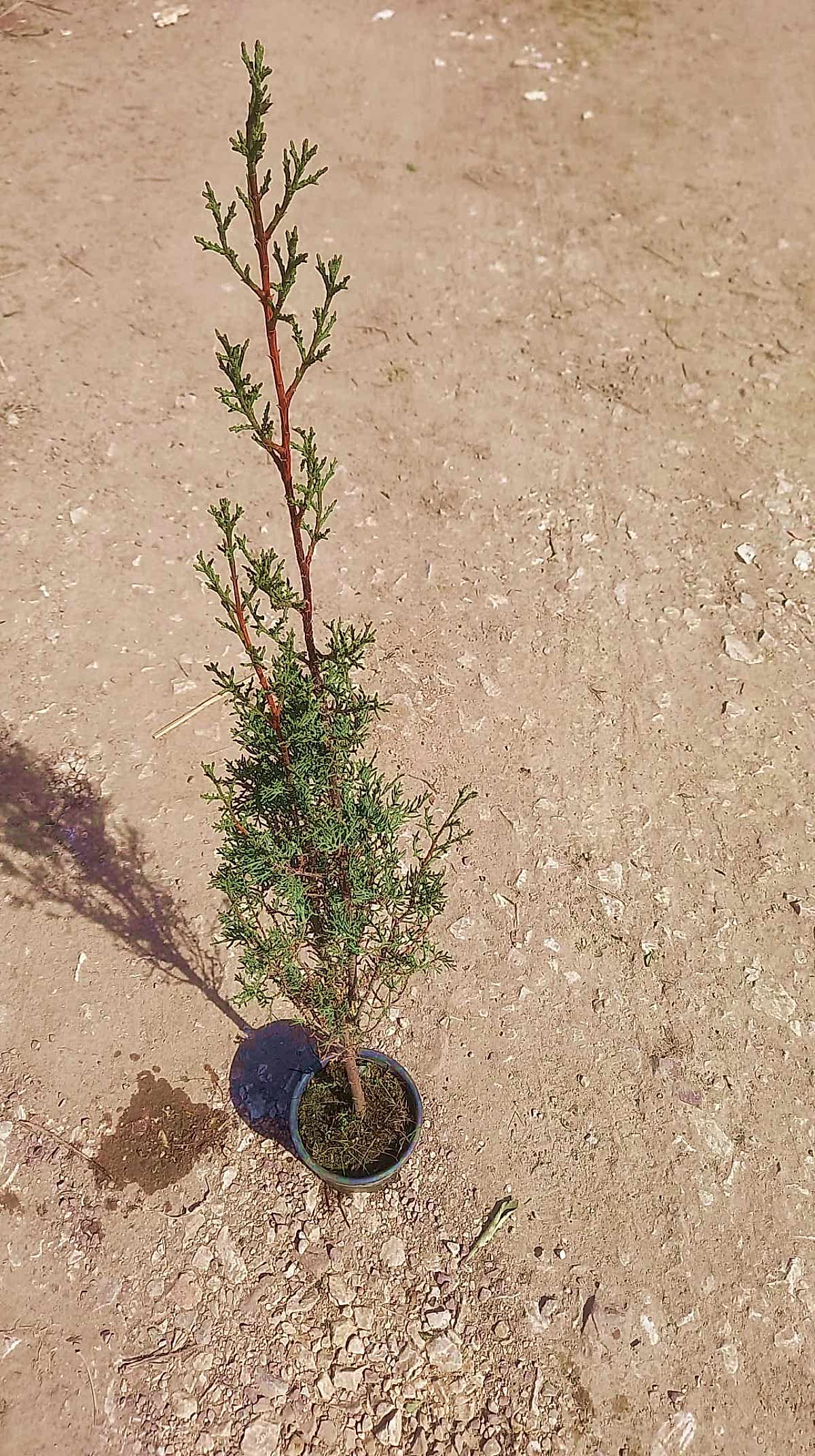 MEZARLIK ÇAMI 5 ADET - KABİR AĞACI 1 METRE