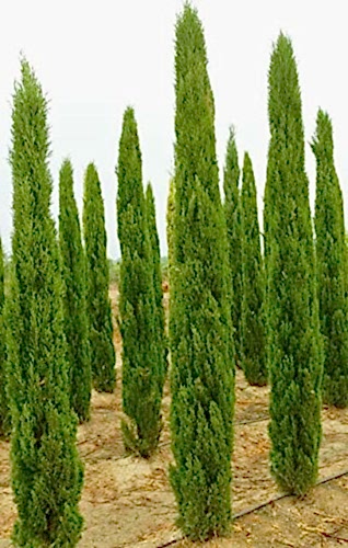 MEZARLIK ÇAMI 5 ADET - KABİR AĞACI 1 METRE