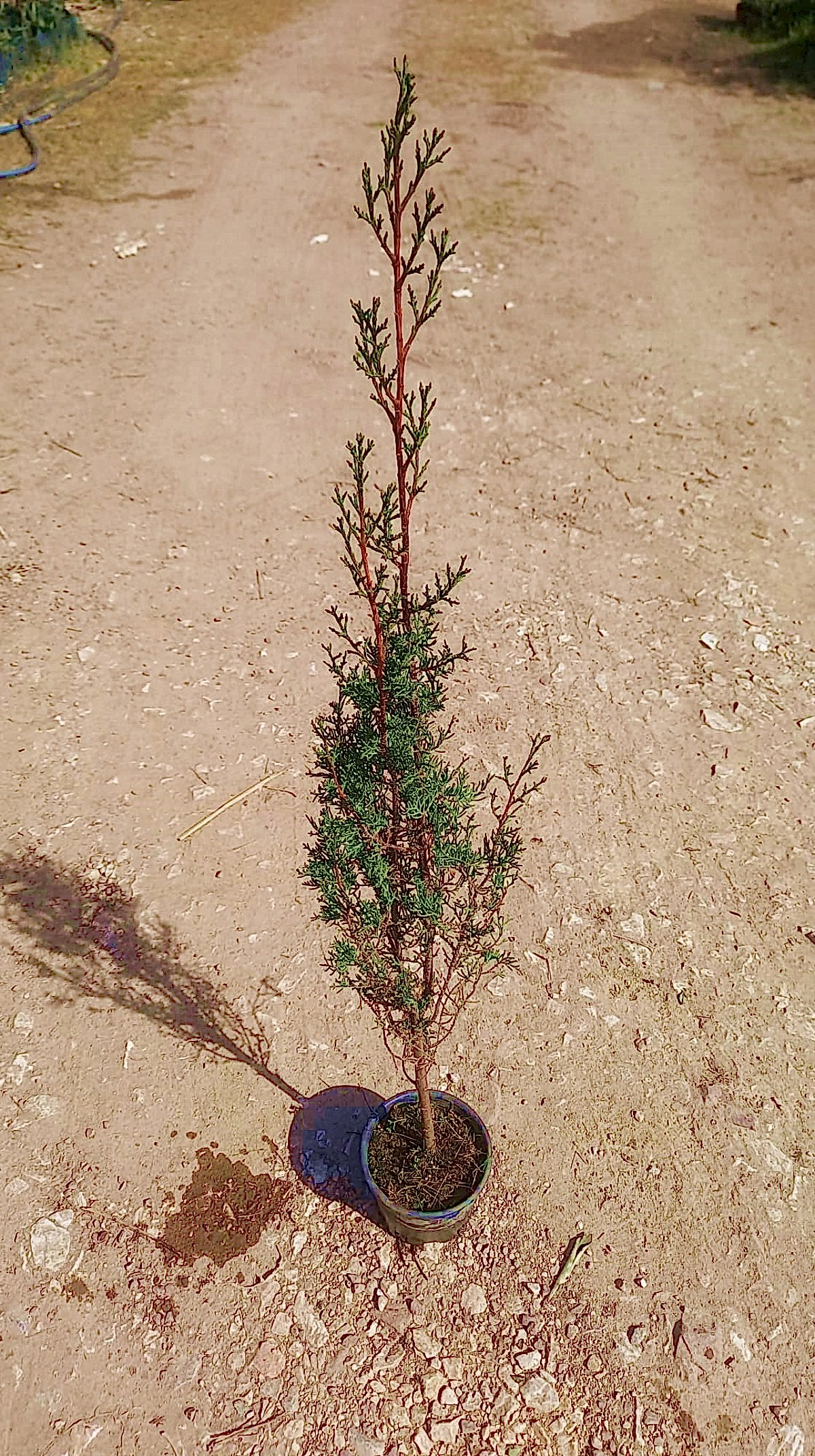 MEZARLIK ÇAMI - KABİR AĞACI 1 METRE