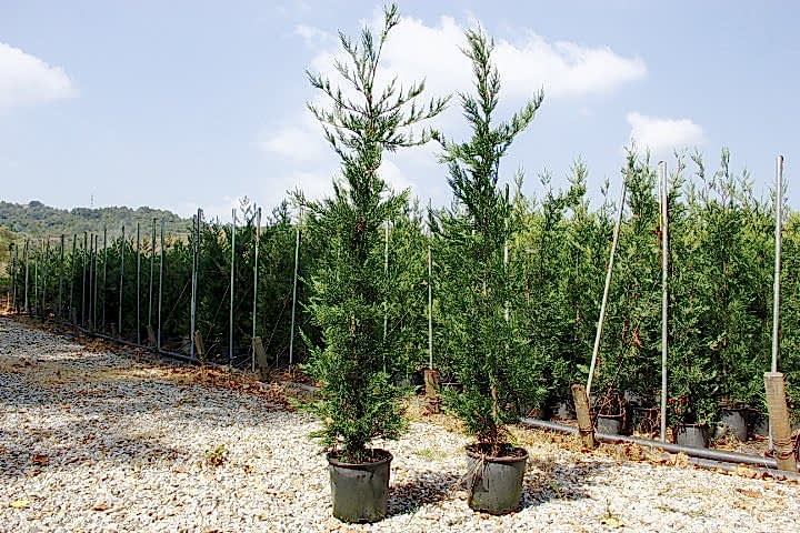 YEŞİL LEYLANDİ 10 ADET- AŞILI ÇİT BİTKİSİ 1-1.5 Metre