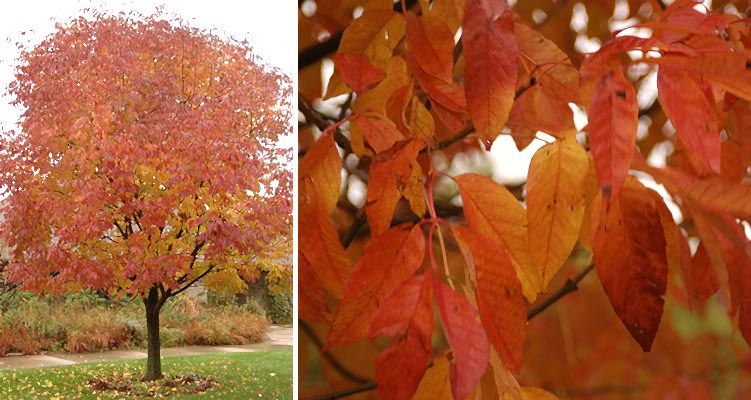 AMERİKAN DİŞBUDAK FİDANI 3 ADET - Fraxinus Americana