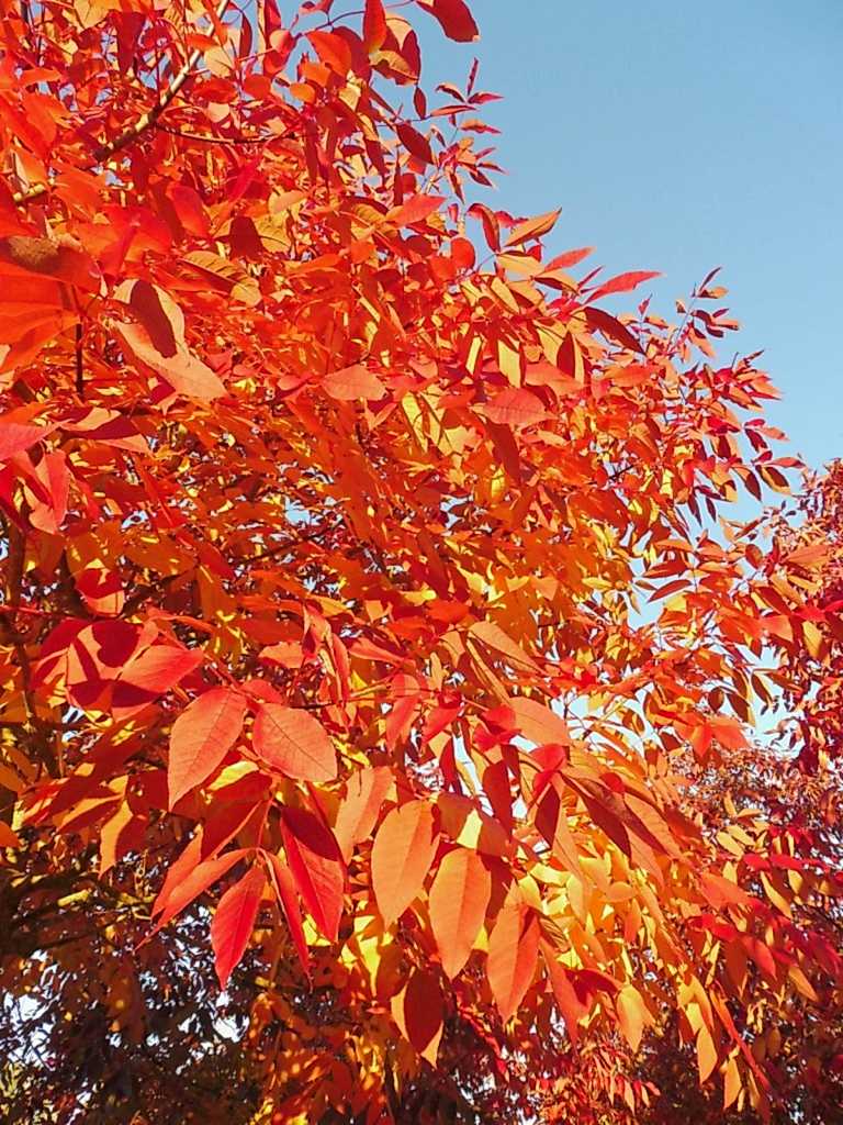 AMERİKAN DİŞBUDAK FİDANI 3 ADET - Fraxinus Americana