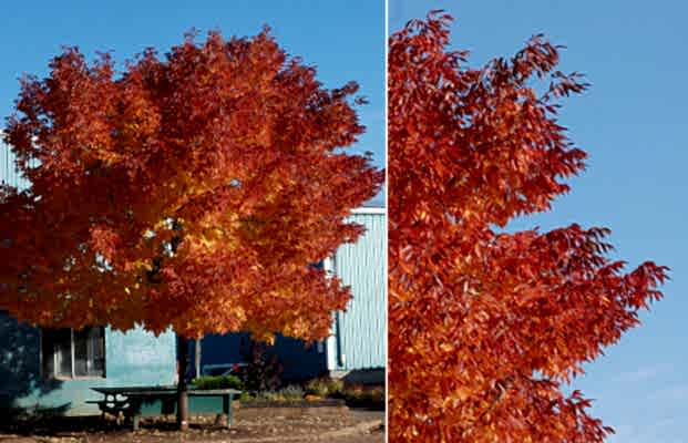 AMERİKAN DİŞBUDAK FİDANI 3 ADET - Fraxinus Americana
