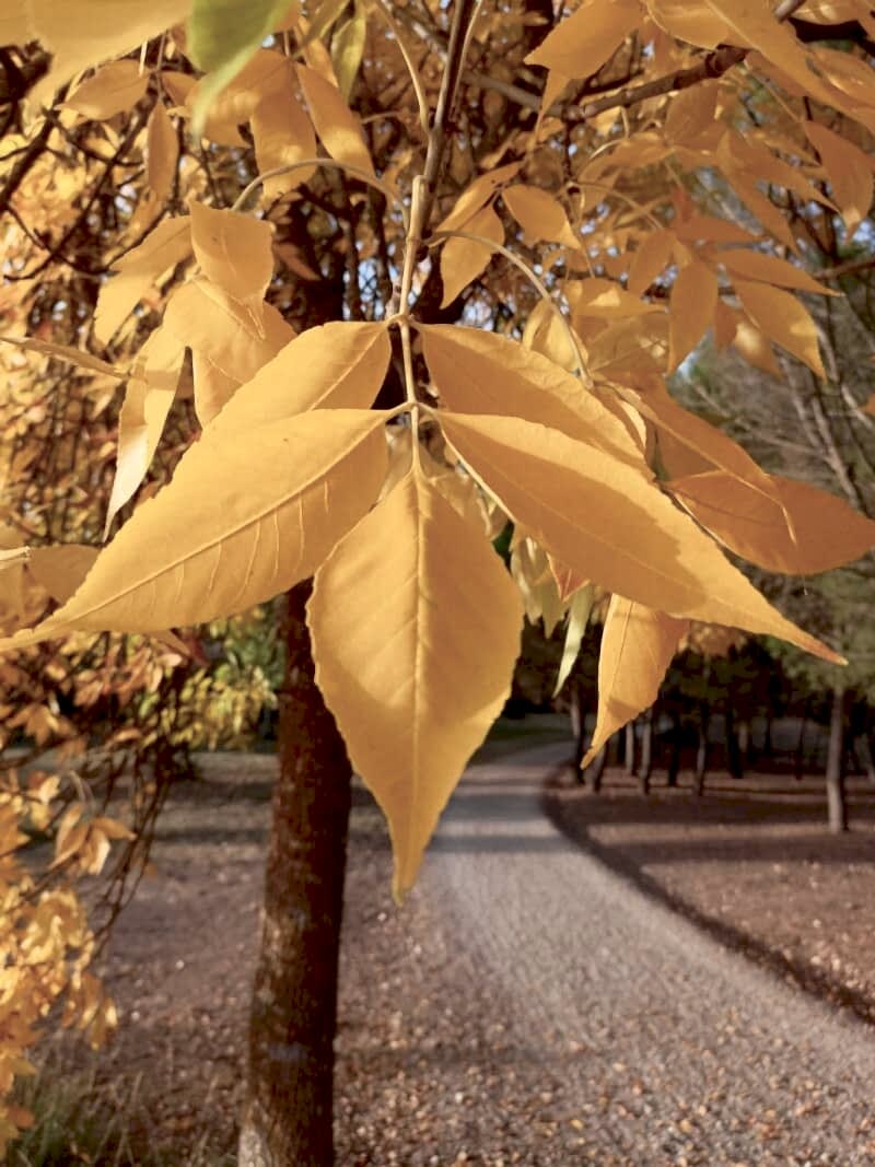 AMERİKAN DİŞBUDAK FİDANI 3 ADET - Fraxinus Americana