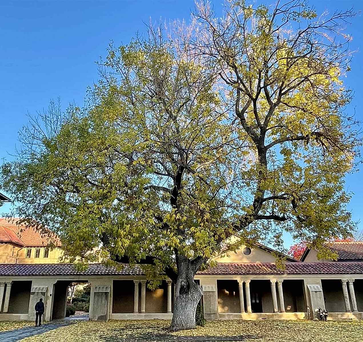 AMERİKAN DİŞBUDAK FİDANI 3 ADET - Fraxinus Americana