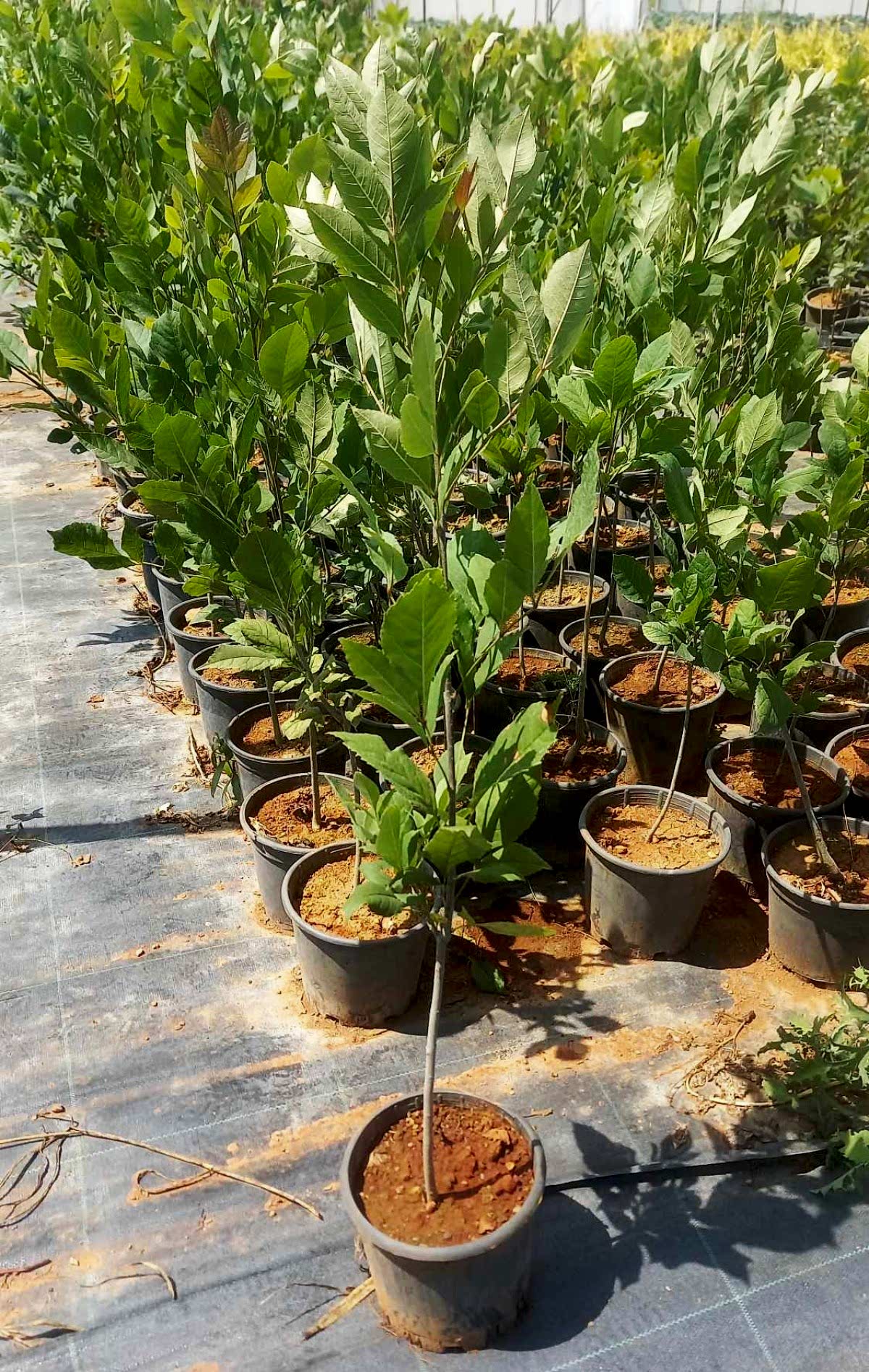 AMERİKAN DİŞBUDAK FİDANI 3 ADET - Fraxinus Americana