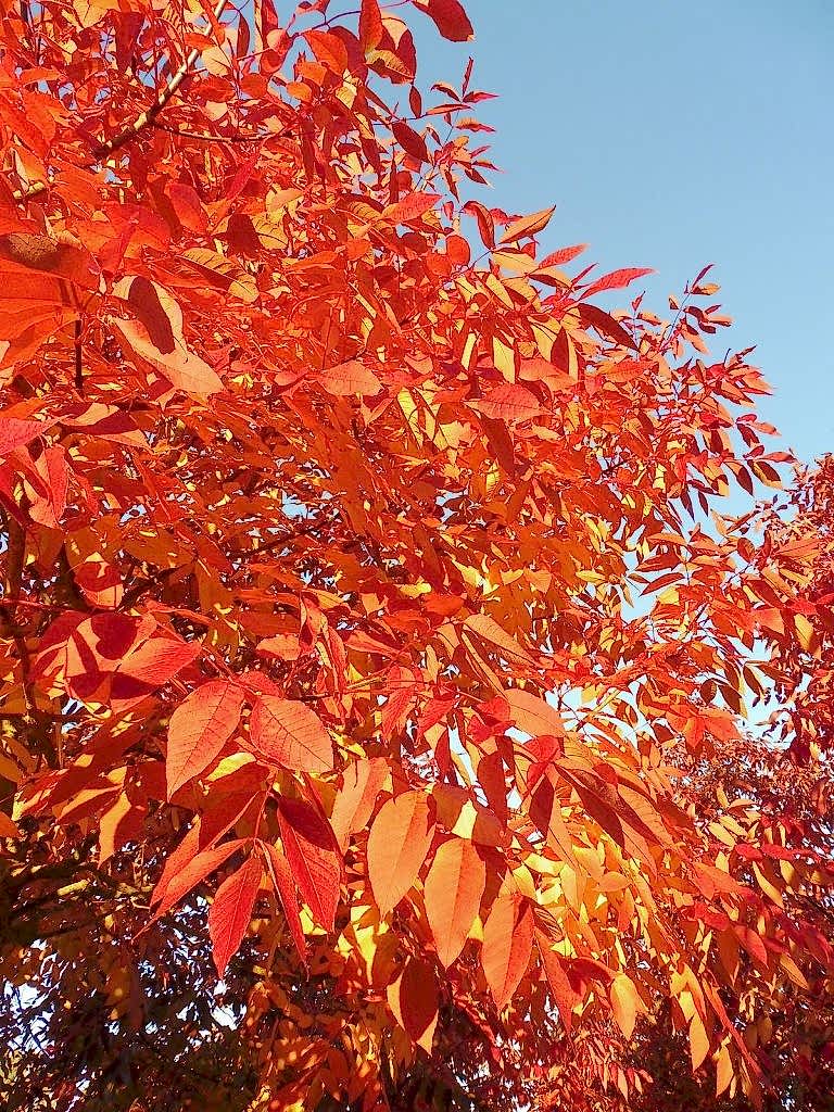 AMERİKAN DİŞBUDAK FİDANI 5 ADET - Fraxinus Americana