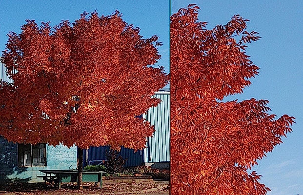 AMERİKAN DİŞBUDAK FİDANI 5 ADET - Fraxinus Americana