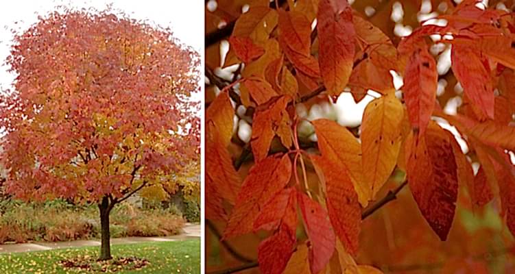 AMERİKAN DİŞBUDAK FİDANI - Fraxinus Americana