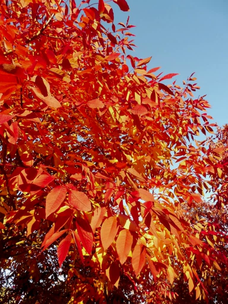 AMERİKAN DİŞBUDAK FİDANI - Fraxinus Americana