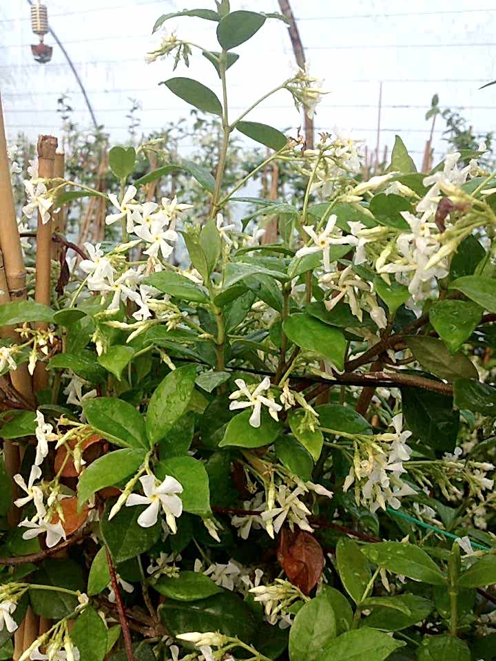 ARAP YASEMİNİ 10 ADET PERGOLA FORMLU 40-60 CM