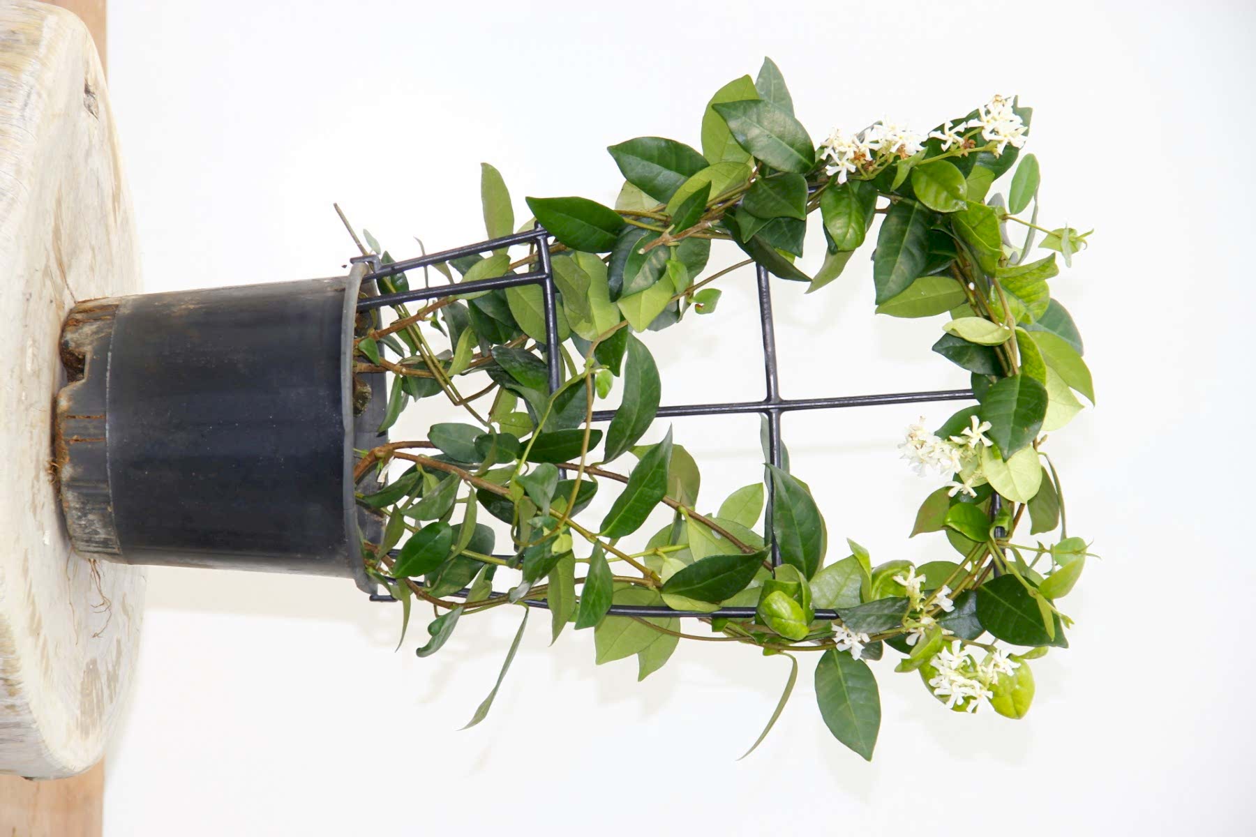 ARAP YASEMİNİ 3 ADET PERGOLA FORMLU 40-60 CM