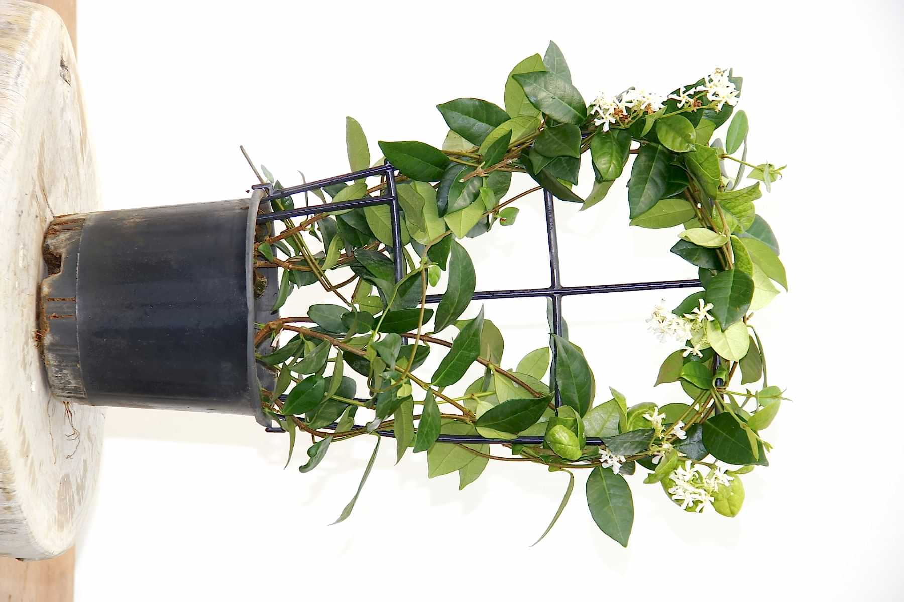 ARAP YASEMİNİ 5 ADET PERGOLA FORMLU 40-60 CM