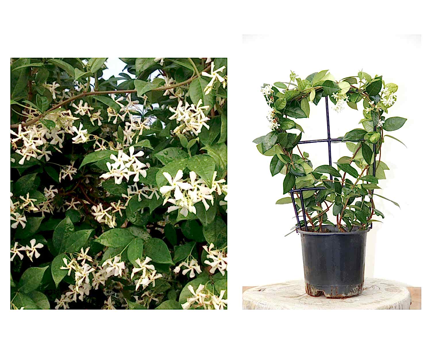 ARAP YASEMİNİ 5 ADET PERGOLA FORMLU 40-60 CM