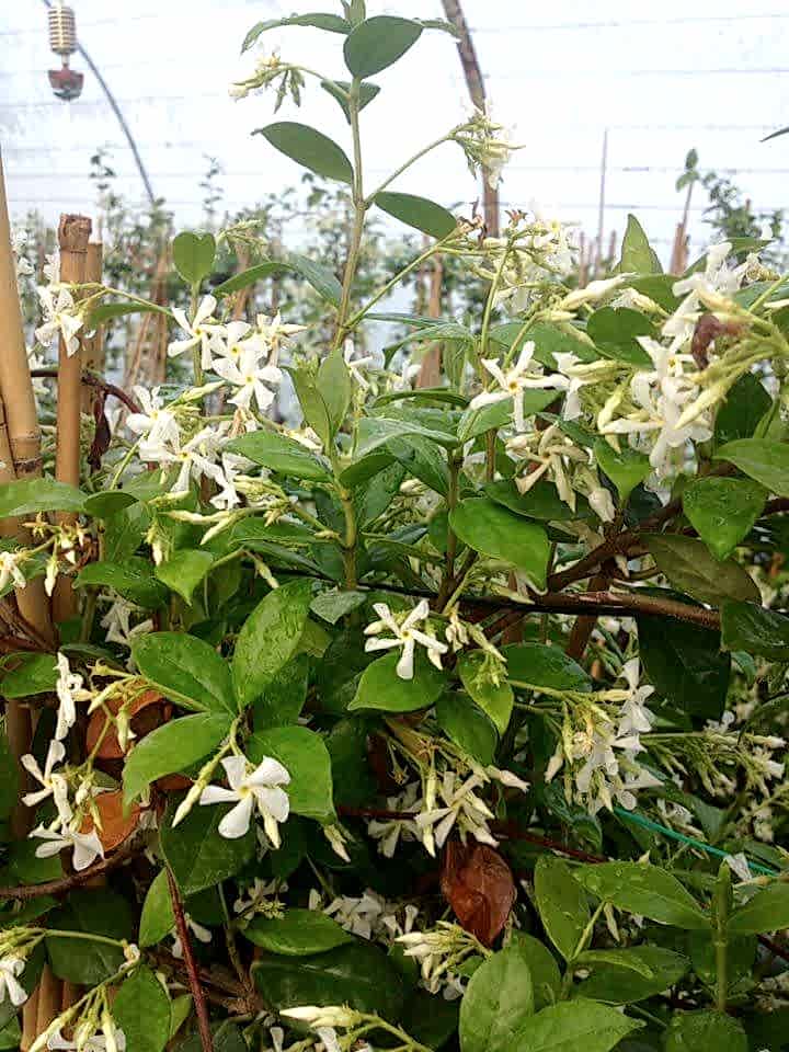 ARAP YASEMİNİ 5 ADET PERGOLA FORMLU 40-60 CM