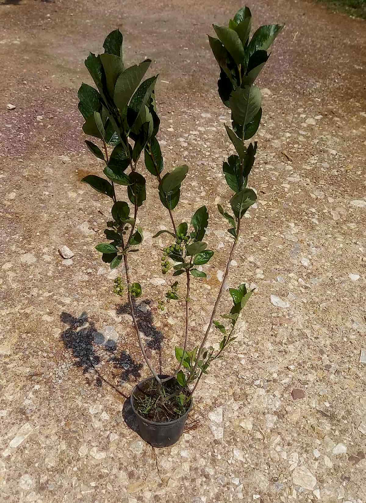 ARONYA FİDANI 2 ADET 3-4 YAŞ (80-100 CM)