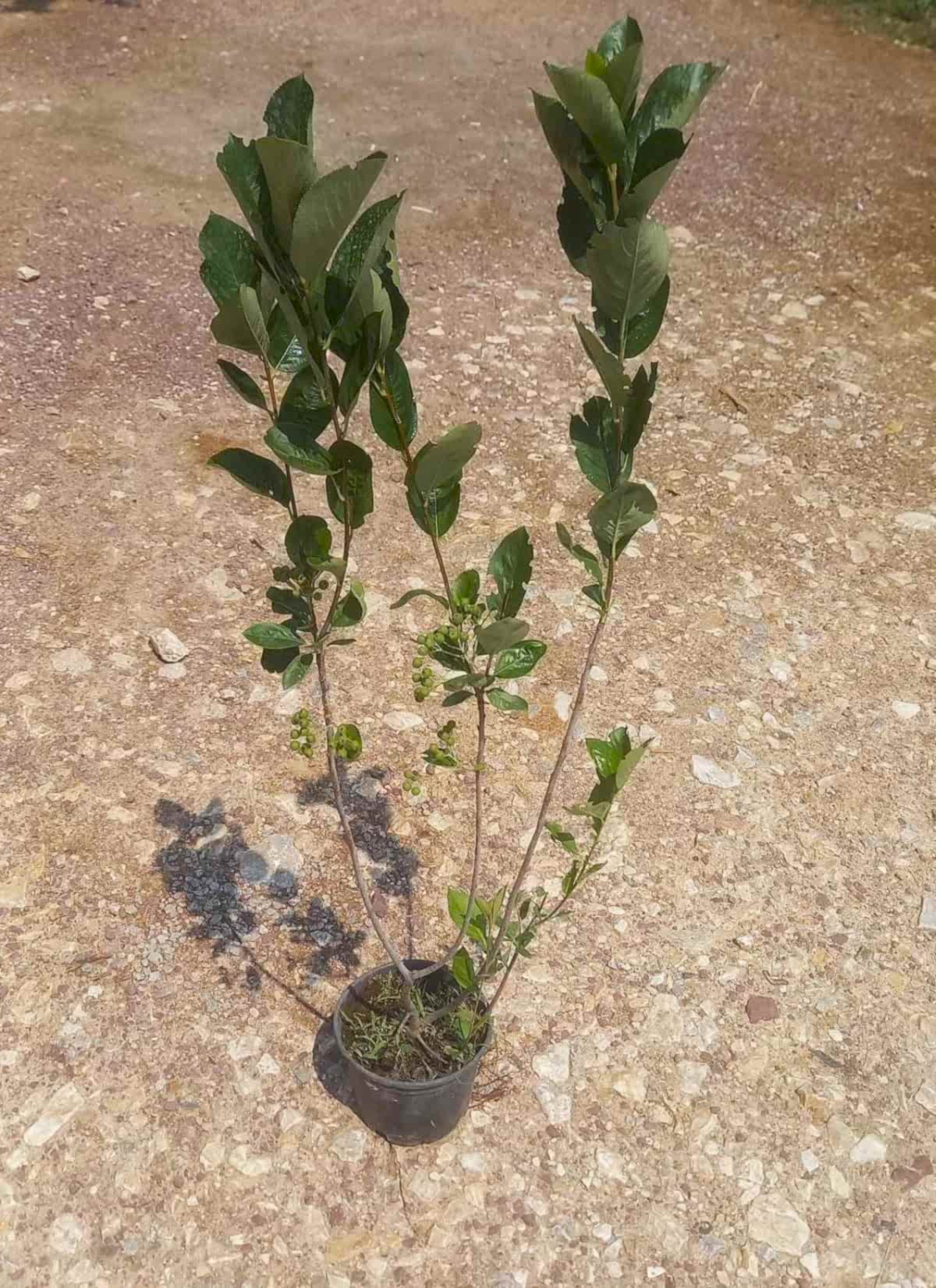 ARONYA FİDANI 3-4 YAŞ 80-100 CM