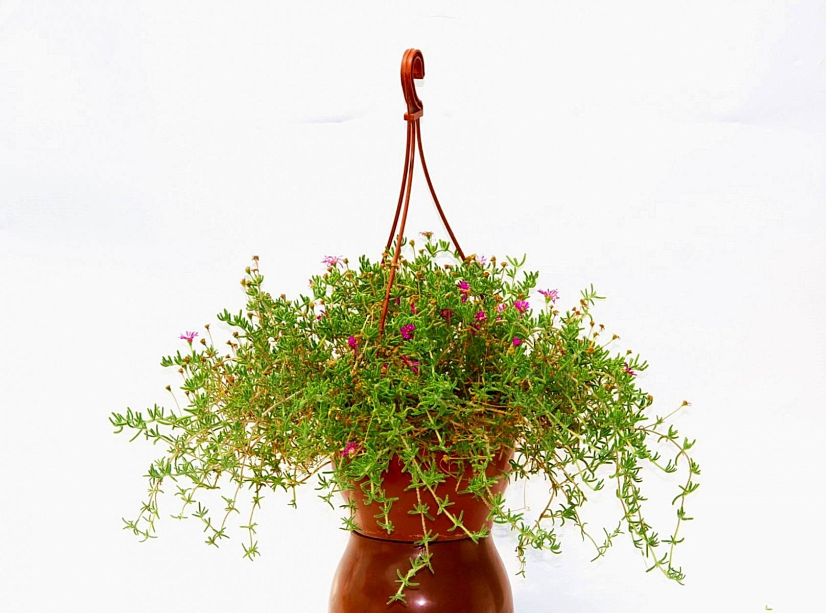 ASKILI ÇİÇEK SAKSISI 10 ADET 18 CM - MAKROME SAKSI (Kiremit Renk)