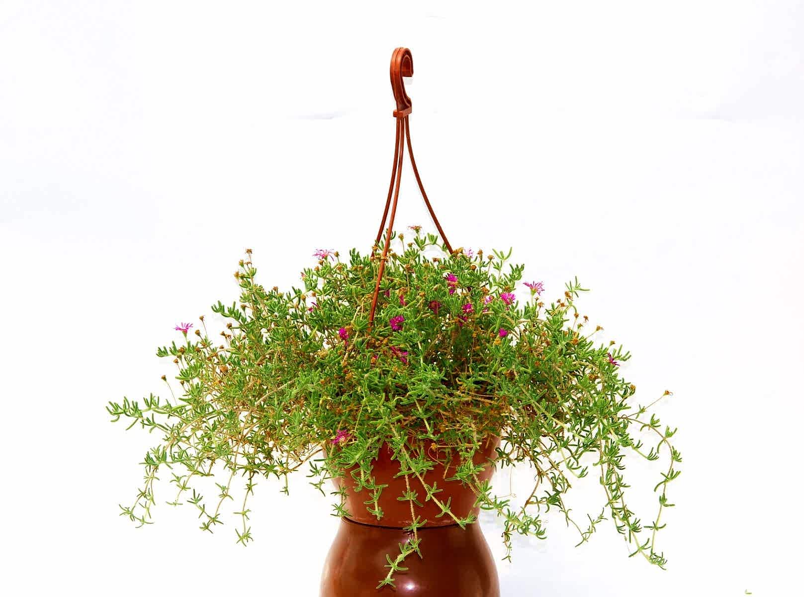 ASKILI ÇİÇEK SAKSISI 20 ADET 18 CM - MAKROME SAKSI (Kiremit Renk)